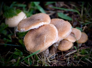 Mushrooms - we found ya!