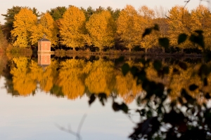 Autumn Reflection by Beth Peardon